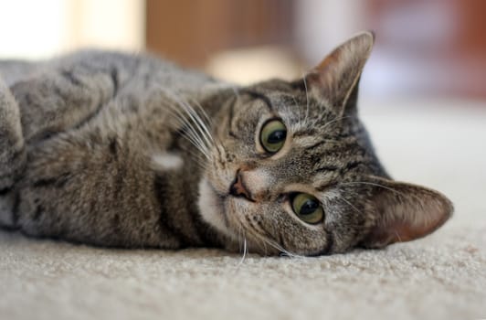 A pet cat relaxed at home.