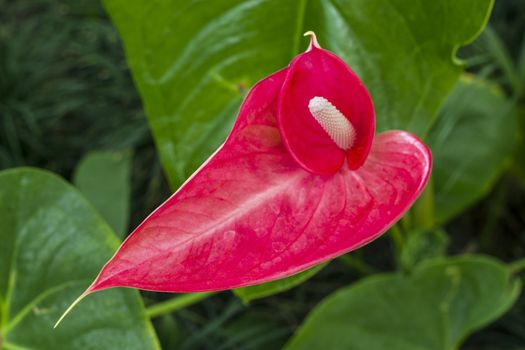 An isolated anthurium in an indoor garden.