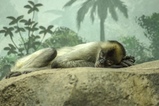 A sleeping spider monkey in captivity.