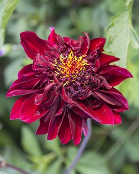 A red flower in full bloom.