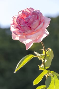 A pink rose in sunshine.