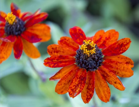 Two beautiful orange flowers in a garden.