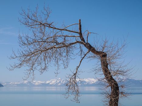 Scenic view of beautiful Lake Tahoe in Spring, landscape of the United States of America, clear water, nice sky, stone island, tree, fresh air and snow mountains