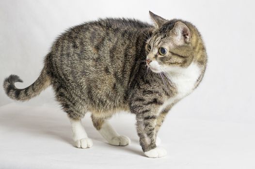 gray and white tabby cat with big round eyes close up