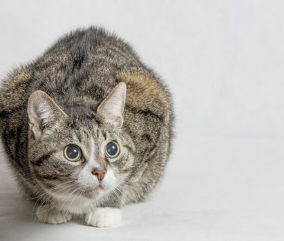 gray and white tabby cat with big round eyes close up