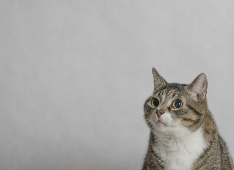 gray and white tabby cat with big round eyes close up