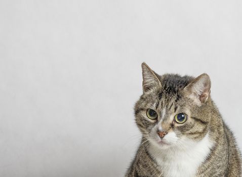 gray and white tabby cat with big round eyes close up