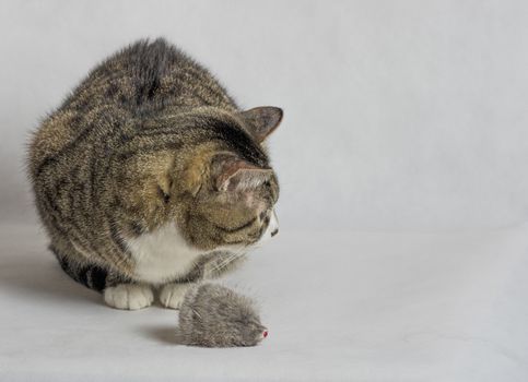 gray and white tabby cat with big round eyes close up