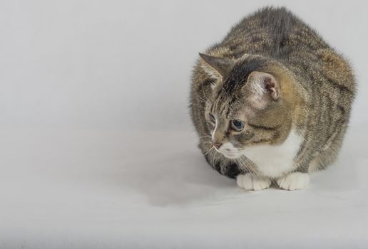 gray and white tabby cat with big round eyes close up