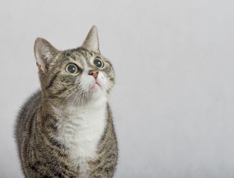 gray and white tabby cat with big round eyes close up