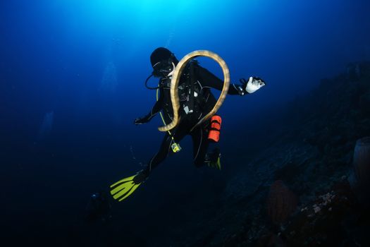 diver with sea snake nderwater diving picture ocean