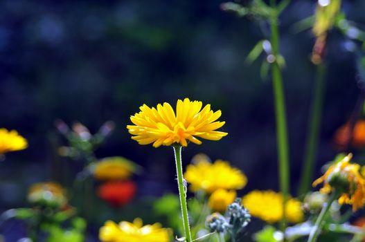 Sunny bright yellow flower among the emerald greens