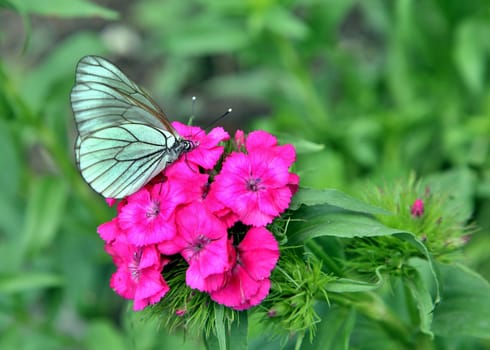 Black-veined White Butterfly on roses flowers macro