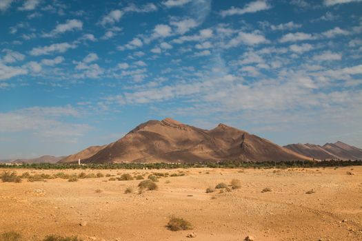 Yellow rocky desert in Morocco, just with small bushes. Line of palm trees. High Atlas mountain with shadows of a clouds.