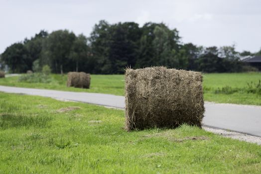 dry grass or hay bale in green field with grass in nature in holland