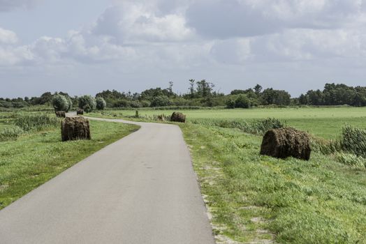 dry grass or hay bale in green field with grass in nature in holland