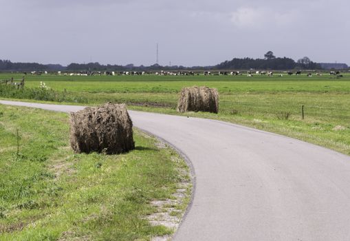 dry grass or hay bale in green field with grass in nature in holland