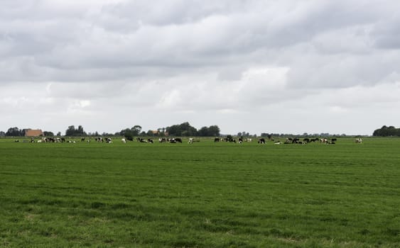 group of cows on farm in Friesland part of Holland