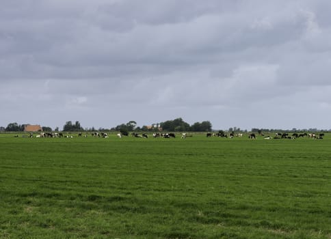 group of cows on farm in Friesland part of Holland