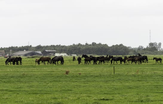 Group of brown horses in field in holland near a farm