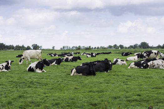 farm with group of black and whitecows relax and grazing from the green grass