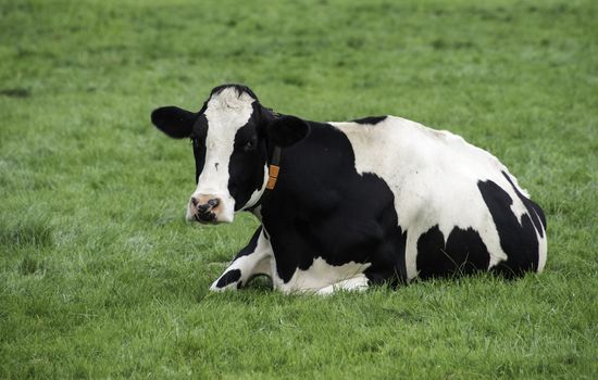 one single cow in the green grass on the farm looking at the camera