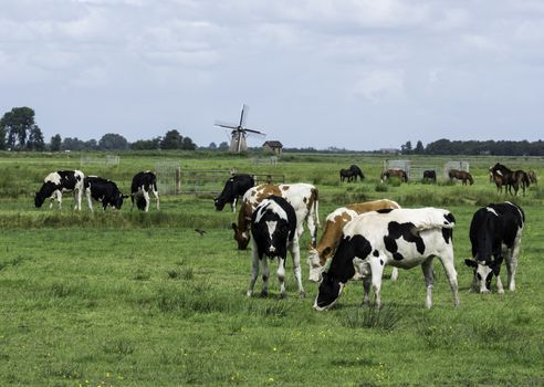 Nature in Friesland, part og Netherlands with black and white and brwon white cows with windmill as background