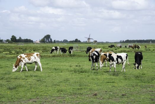 Nature in Friesland, part og Netherlands with black and white and brwon white cows with windmill as background