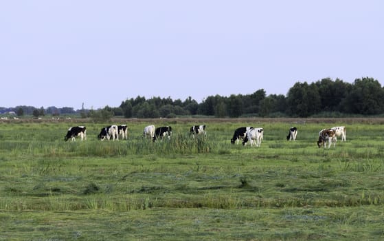 group of cows near a farm grazing on green grass