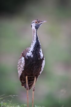 Black-bellied bustard starring in the Kruger National Park, South Africa.