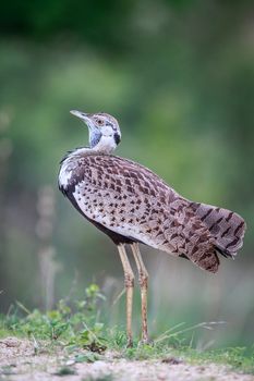 Side profile of a Black-bellied bustard in the Kruger National Park, South Africa.