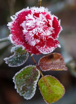 Fragility Rose frozen in nature