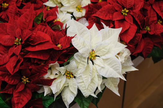 Red and white Flowers Christmas star in decor