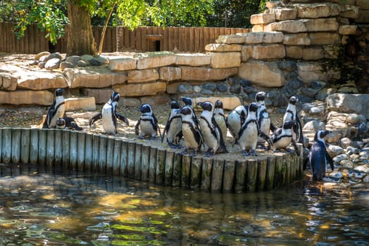 Fifteen black and white penguins standing together at the bank of a lake