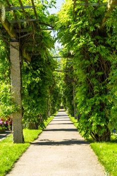 view of tree lined alley in a cemetery