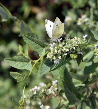 large white butterfly on flowers macro in sunny day