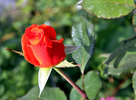 Rose bud in the garden over natural green background