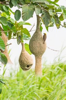 Baya weaver bird nest on branch of the tree in nature