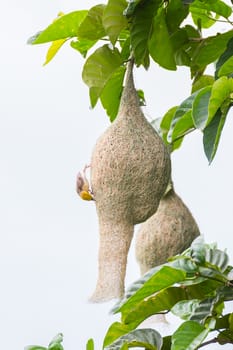 Baya weaver bird nest on branch of the tree in nature