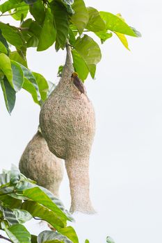 Baya weaver bird nest on branch of the tree in nature