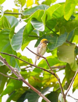 Baya weaver bird at a branch of the tree