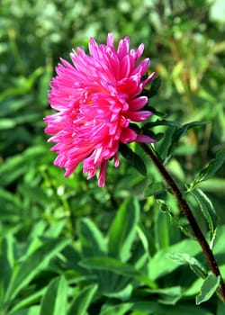 Autumn flowers. Pink Astra on green backgrownd