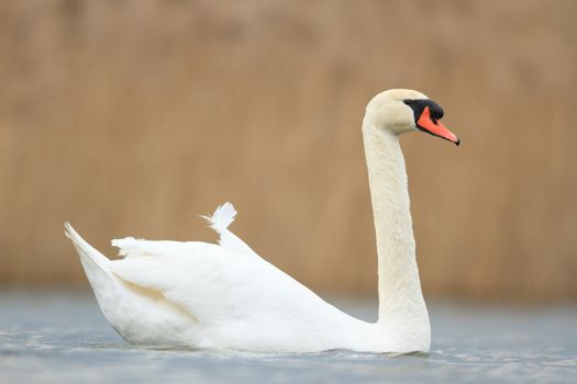 swan on blue lake in sunny day, swans on pond, nature series