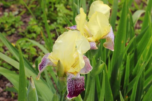 Yellow with purple irises in the garden. flowers