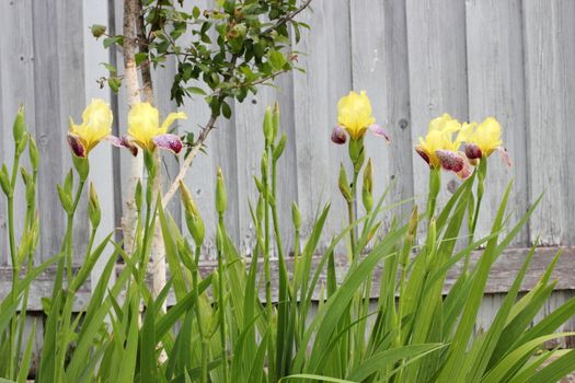 Yellow with purple irises in the garden. flowers