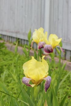 Yellow with purple irises in the garden. flowers
