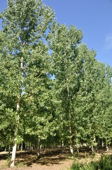  Poplars