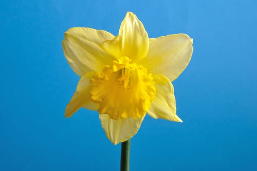 daffodil