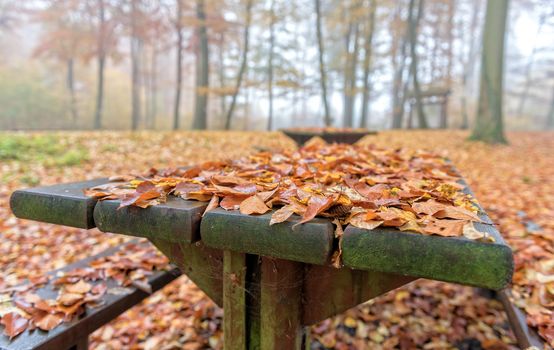 a wood table in the forest covered with dead leaves