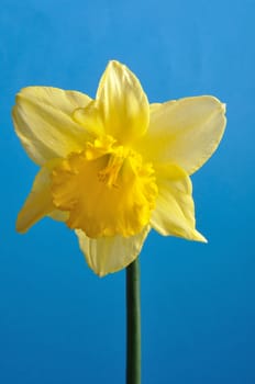 daffodil